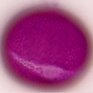 Fagopyrum esculentum