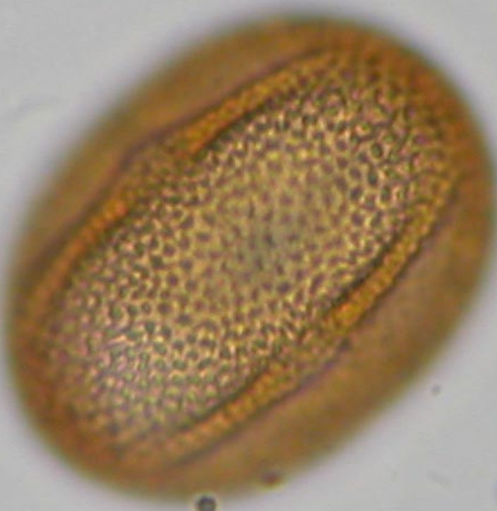 Fagopyrum esculentum