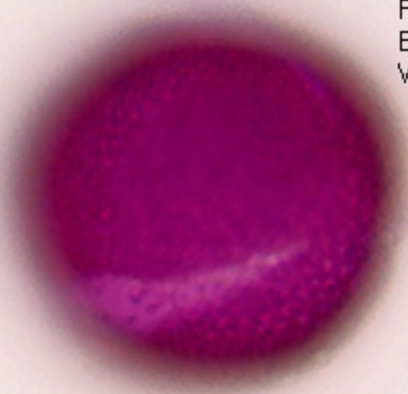 Fagopyrum esculentum polair