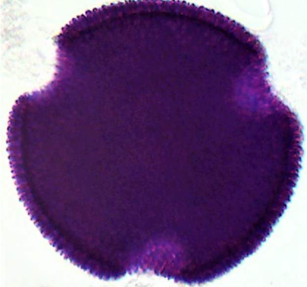 Geranium_robertianum