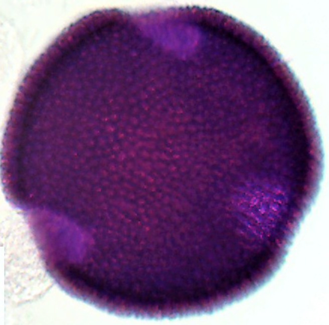 Geranium_robertianum