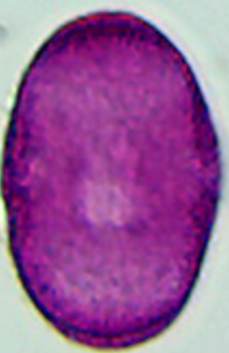 Heracleum_sphondylium