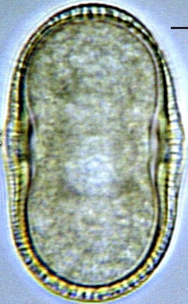 Heracleum_sphondylium