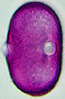 Heracleum_sphondylium