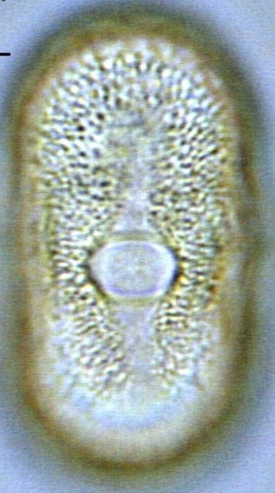 Heracleum_sphondylium