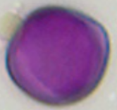 Hypericum_perforatum