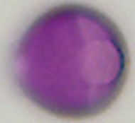 Hypericum_perforatum