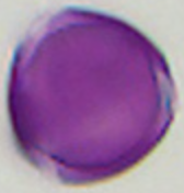 Hypericum_perforatum