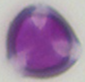 Hypericum_perforatum