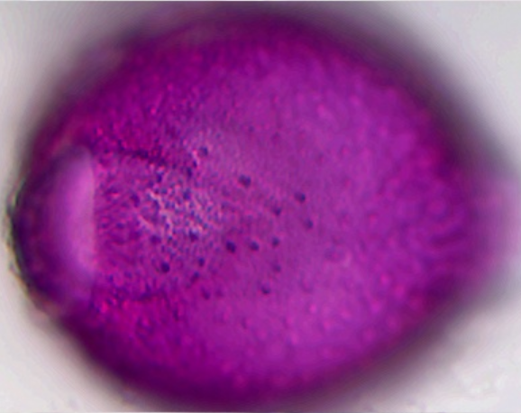 Lonicera_caprifolium