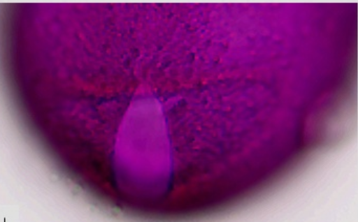 Lonicera_caprifolium