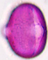 Melilotus_officinalis