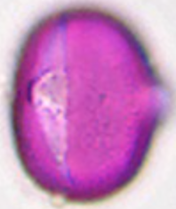 Melilotus_officinalis