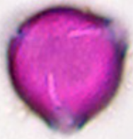 Melilotus_officinalis