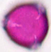 Melilotus_officinalis