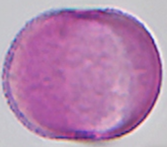 Papaver_somnoliferum