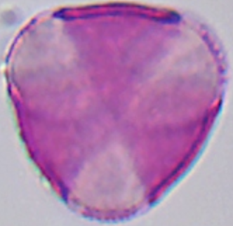 Papaver_somnoliferum