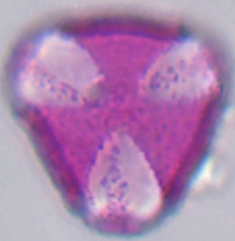 Papaver_somnoliferum