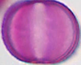 Phacelia tanacetifolia