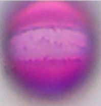 Phacelia tanacetifolia