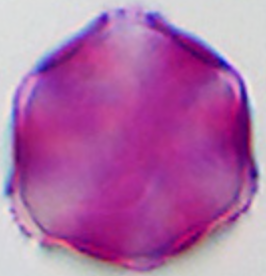 Phacelia tanacetifolia