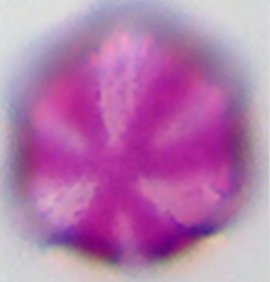 Phacelia tanacetifolia