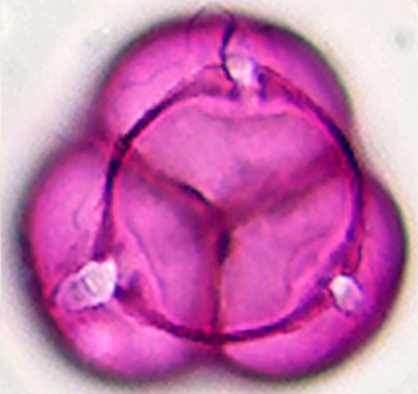 Rhododendron_dauricum_Pd
