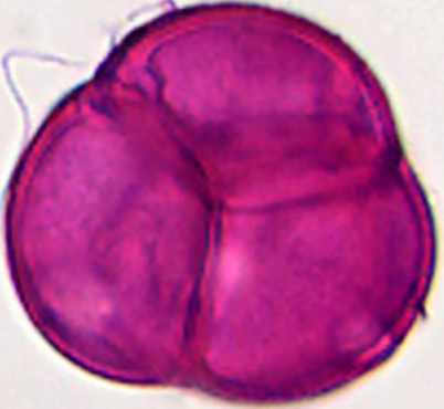Rhododendron_dauricum_Po