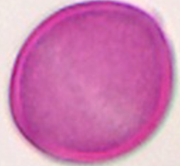 Robinia_pseudoacacia