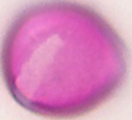 Robinia_pseudoacacia