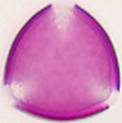 Robinia_pseudoacacia