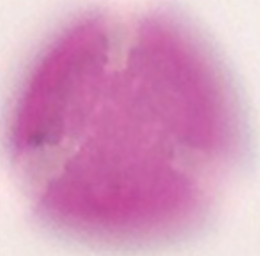 Robinia_pseudoacacia