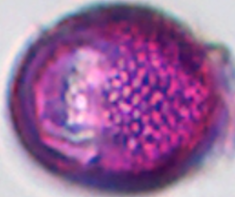 Salix_alba_var_tristis.