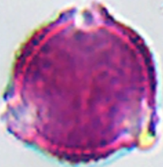 Salix_alba_var_tristis