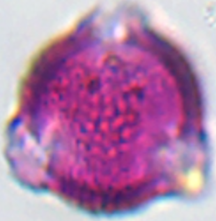 Salix_alba_var_tristis