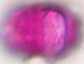 Saxifraga_rotundifolia