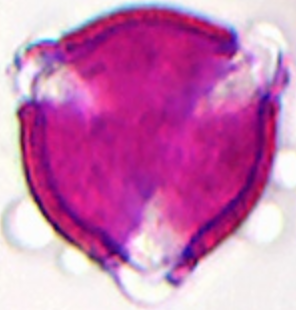 Saxifraga_rotundifolia