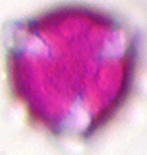 Saxifraga_rotundifolia