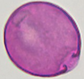 Symphoricarpos_albus