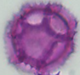 Taraxacum_officinale