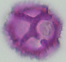 Taraxacum_officinale