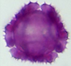 Taraxacum_officinale