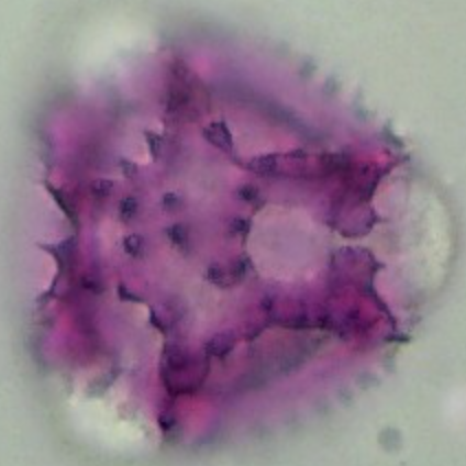 Taraxacum_officinale