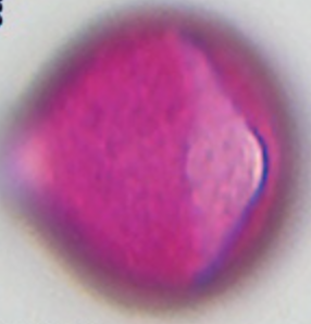Trifolium-repens (21-25 µm)