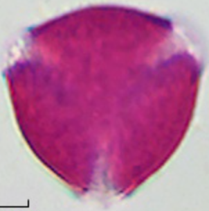 Trifolium-repens (21-25 µm)