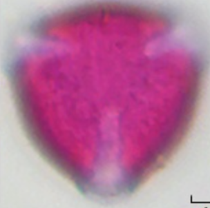 Trifolium-repens (21-25 µm)