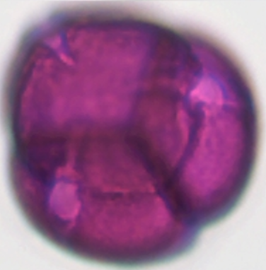 Vaccinium vitis-idea