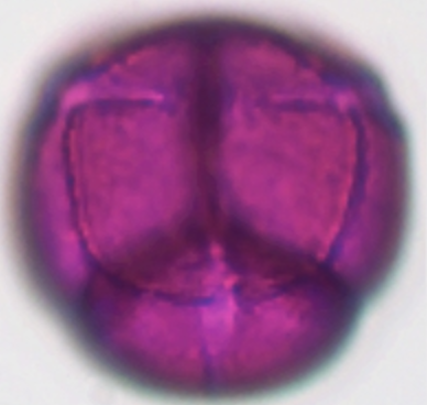 Vaccinium vitis-idea