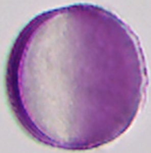 Grijswaarde maatreferentie: Brassica napus 26 µm.