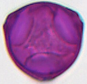 Grijswaarde maatreferentie: Corylus avellana 26 µm.